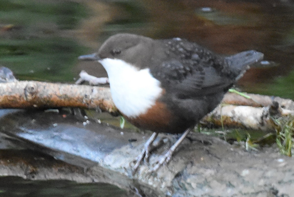 White-throated Dipper - Blair Whyte