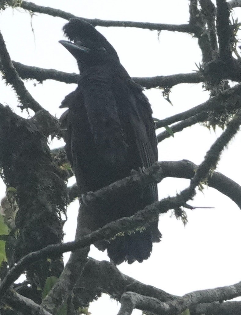 Long-wattled Umbrellabird - David McDonald