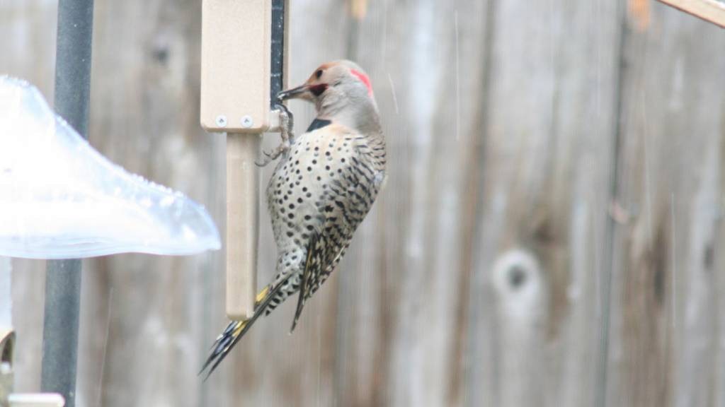 Northern Flicker (Yellow-shafted x Red-shafted) - ML526533141