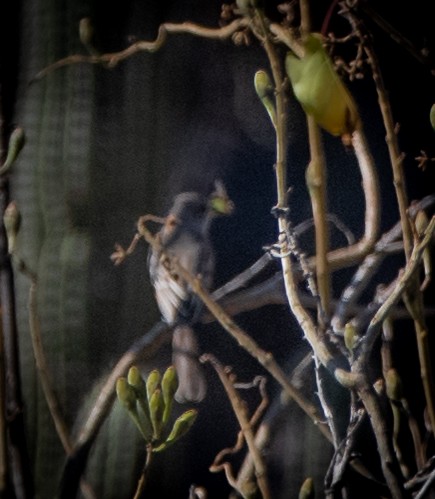 Dusky-capped Flycatcher - bj worth