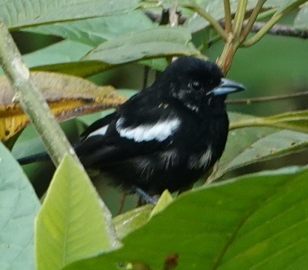 White-shouldered Tanager - David McDonald