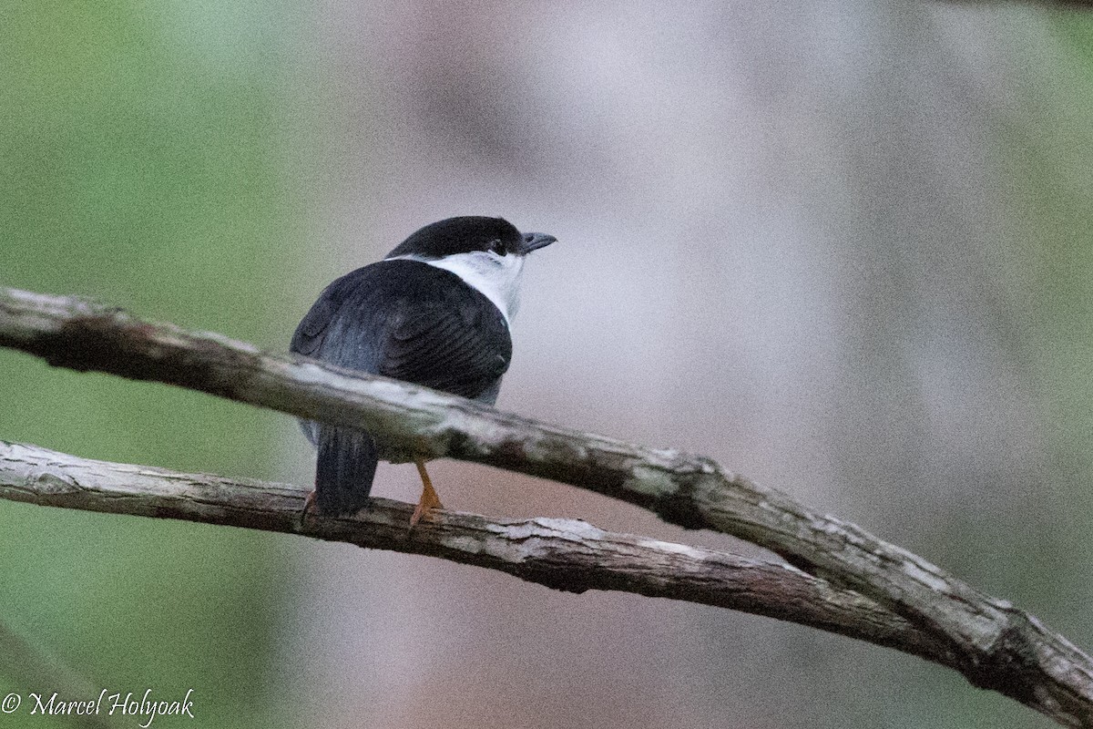 White-bearded Manakin - Marcel Holyoak