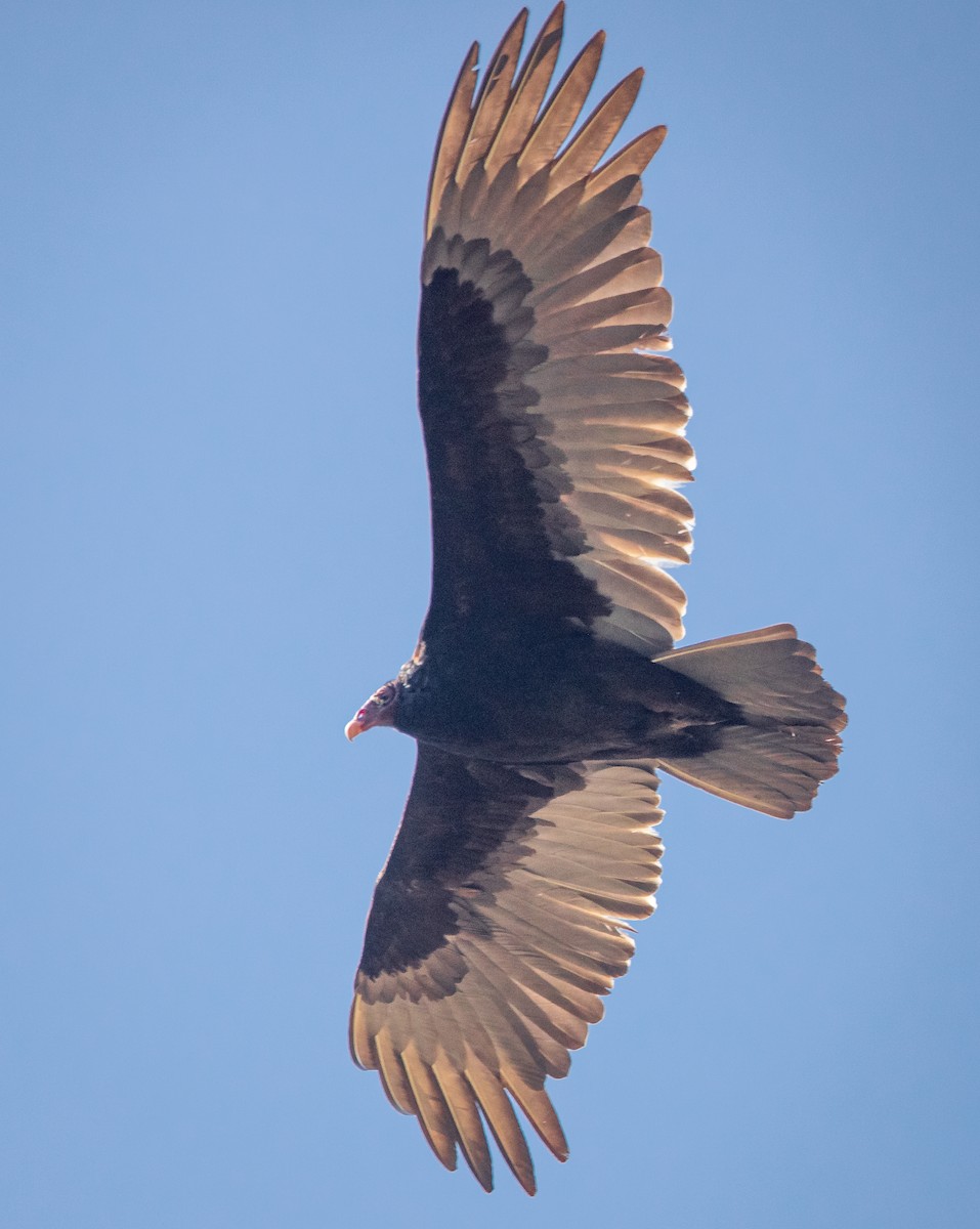 Turkey Vulture - ML526535201