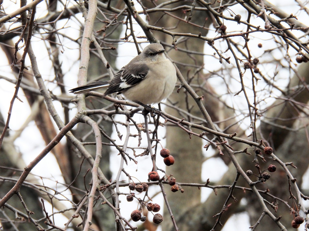 Northern Mockingbird - ML526538081