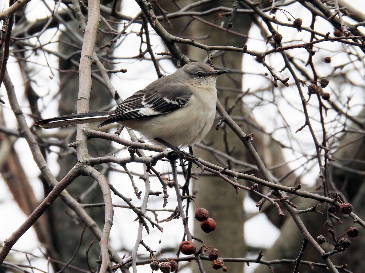 Northern Mockingbird - Douglas Cioffi