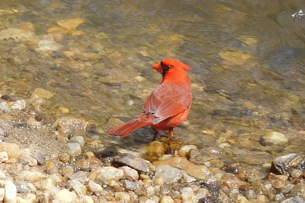 Cardinal rouge - ML52653881