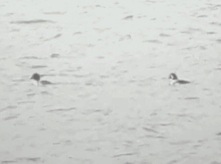 Barrow's Goldeneye - ML526539661