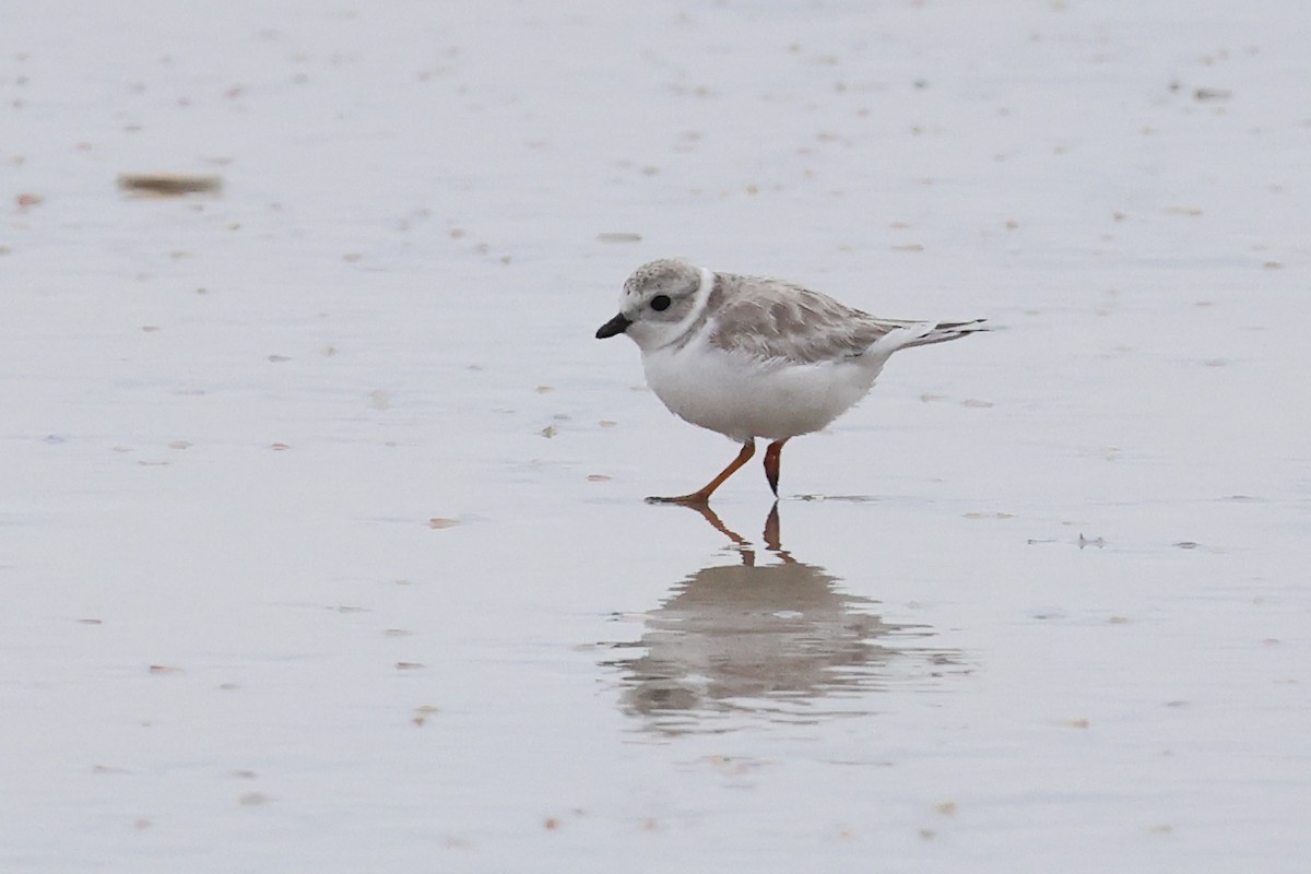 Piping Plover - ML526540831