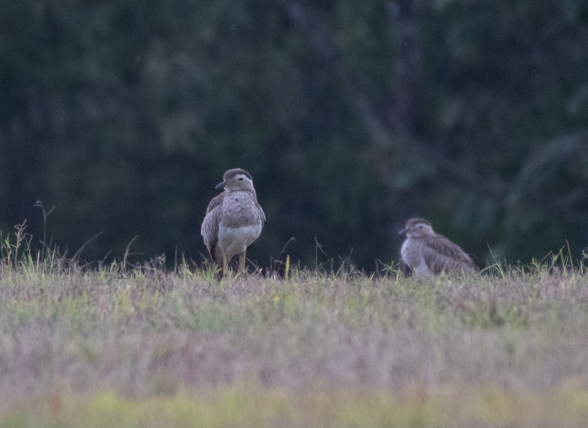 Double-striped Thick-knee - ML526540851
