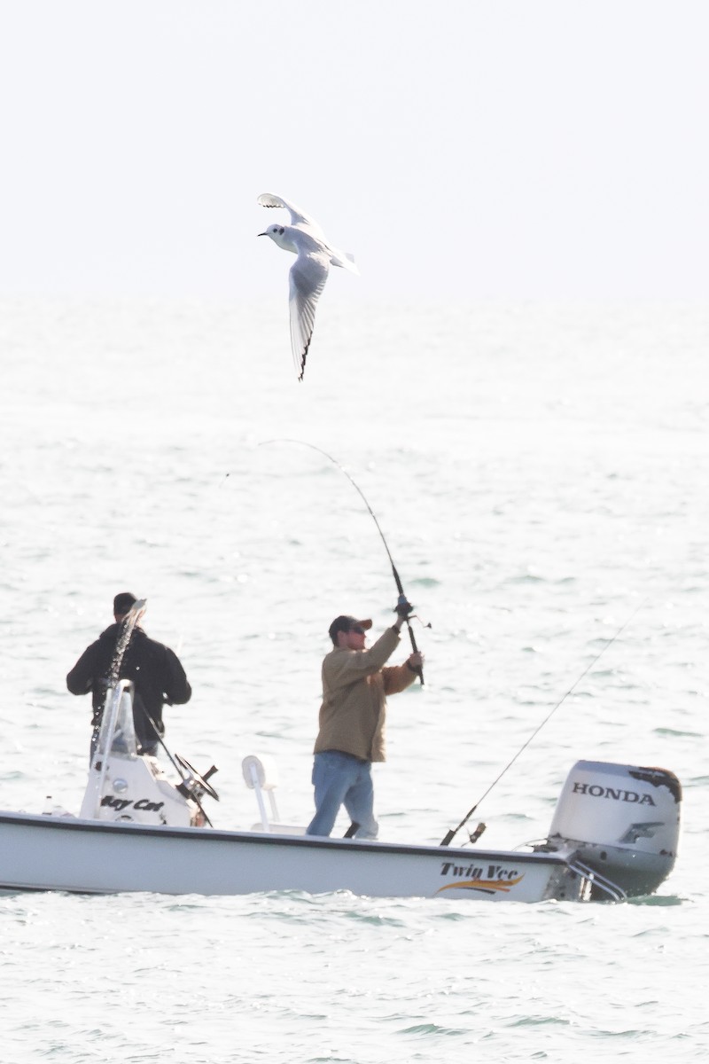 Mouette de Bonaparte - ML526541471