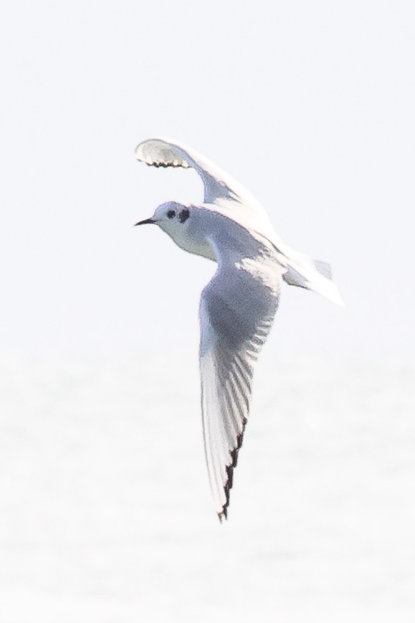 Bonaparte's Gull - ML526541501