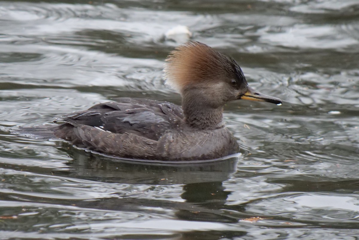 Hooded Merganser - ML526541791