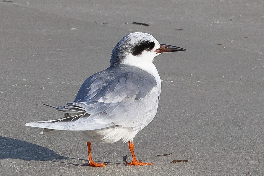 Forster's Tern - ML526541811