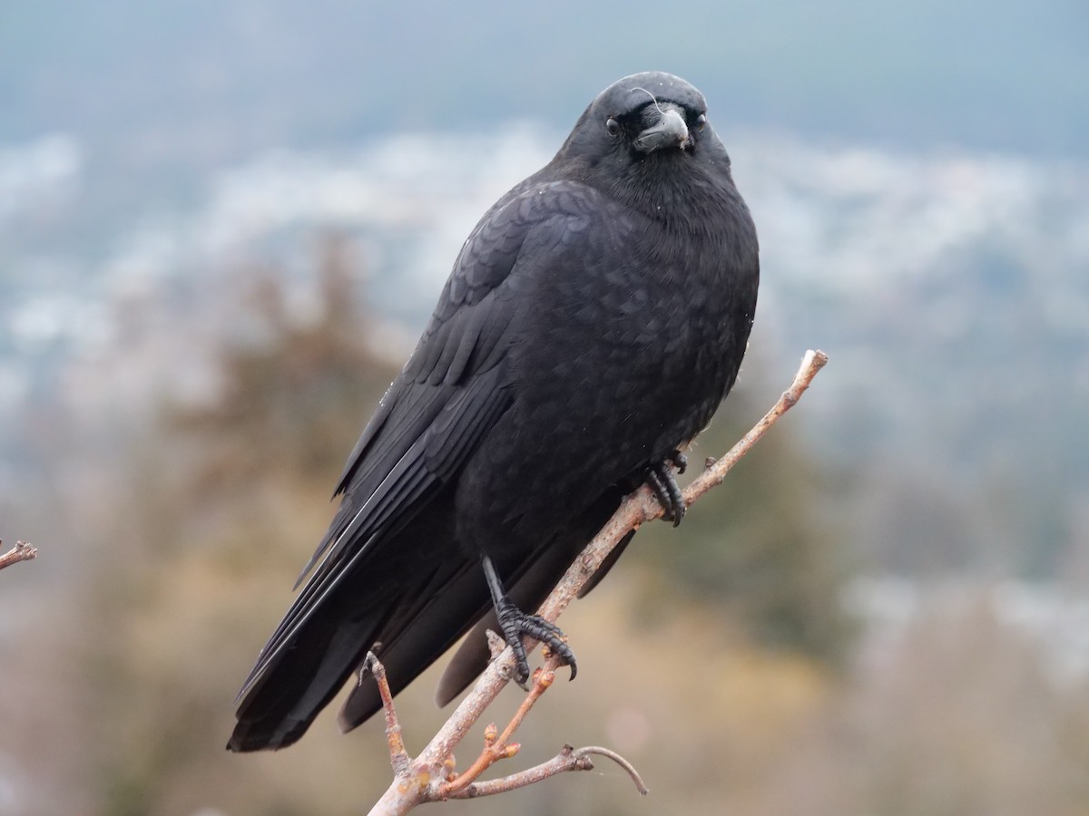 American Crow - ML526541941