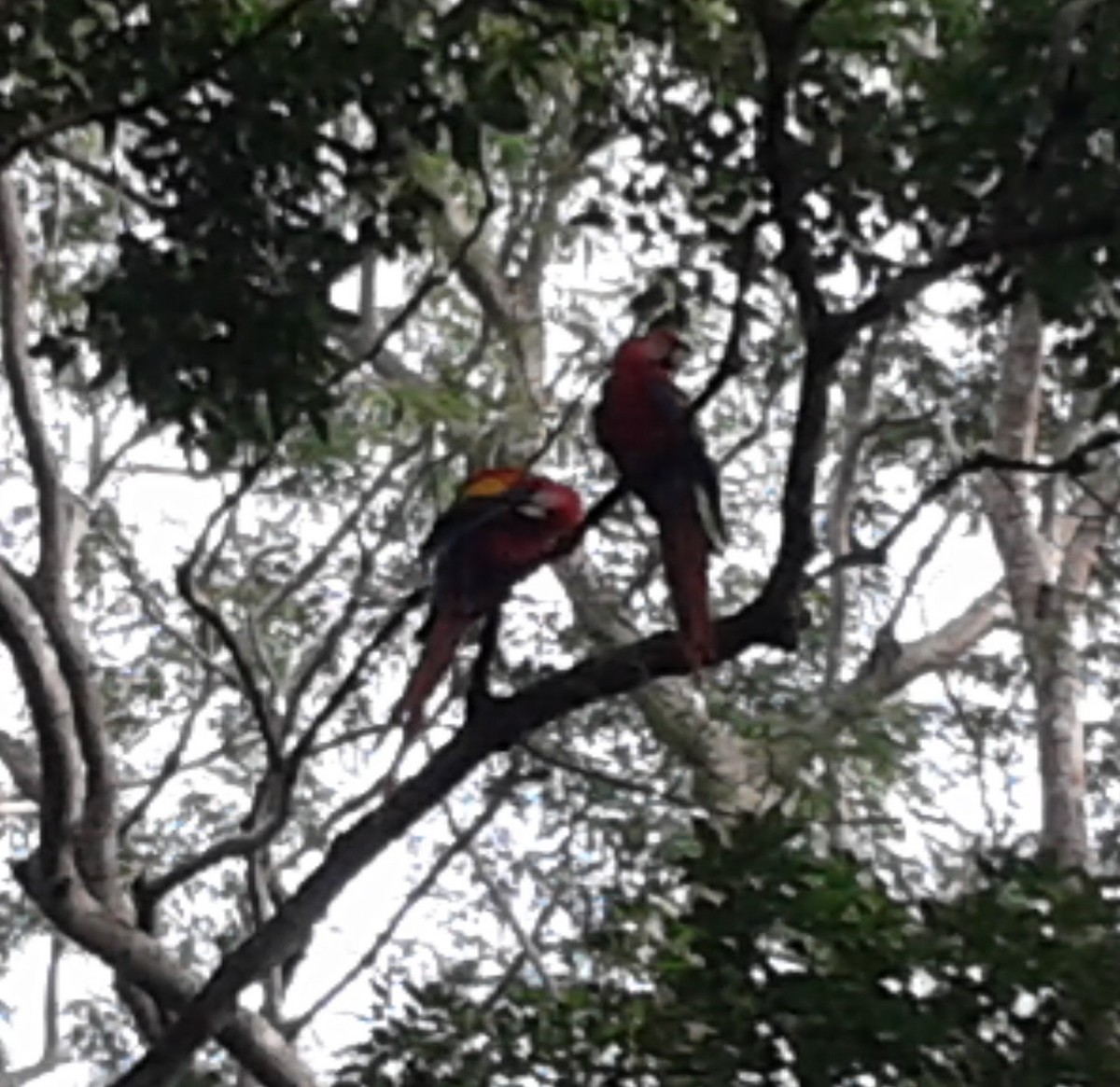 Scarlet Macaw - ML526541951