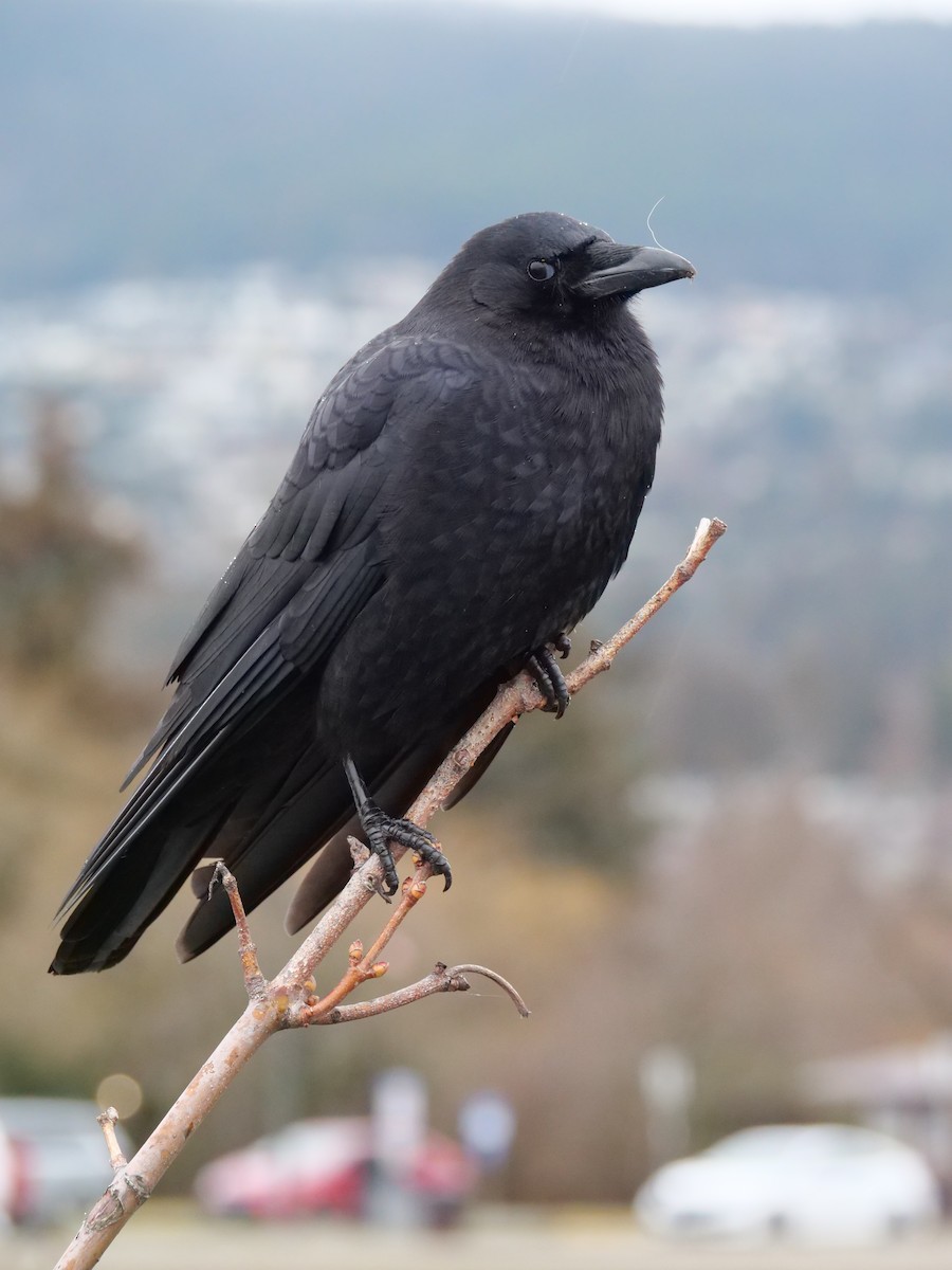 American Crow - ML526542091