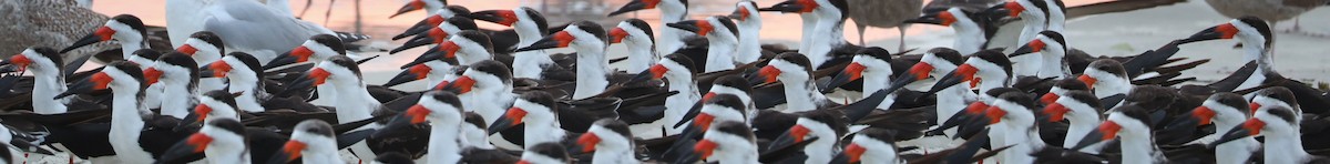 Black Skimmer - ML526542101