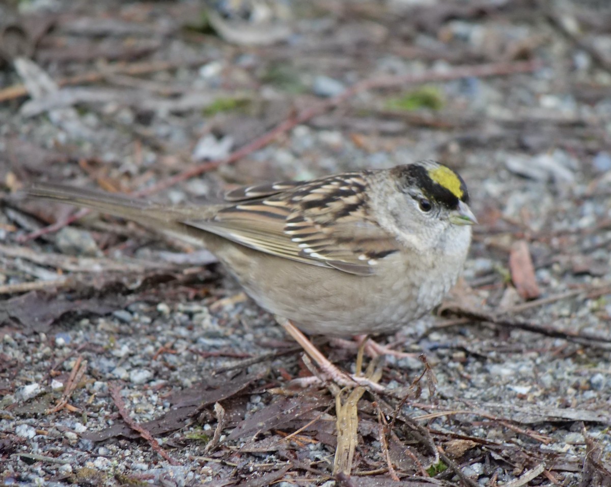 Golden-crowned Sparrow - ML526542161