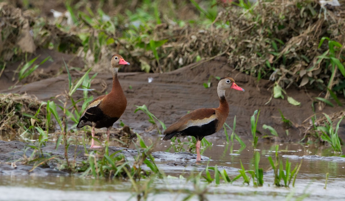 Black-bellied Whistling-Duck - ML526544491