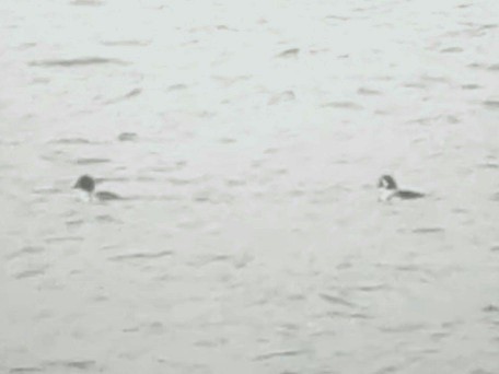 Barrow's Goldeneye - ML526544851