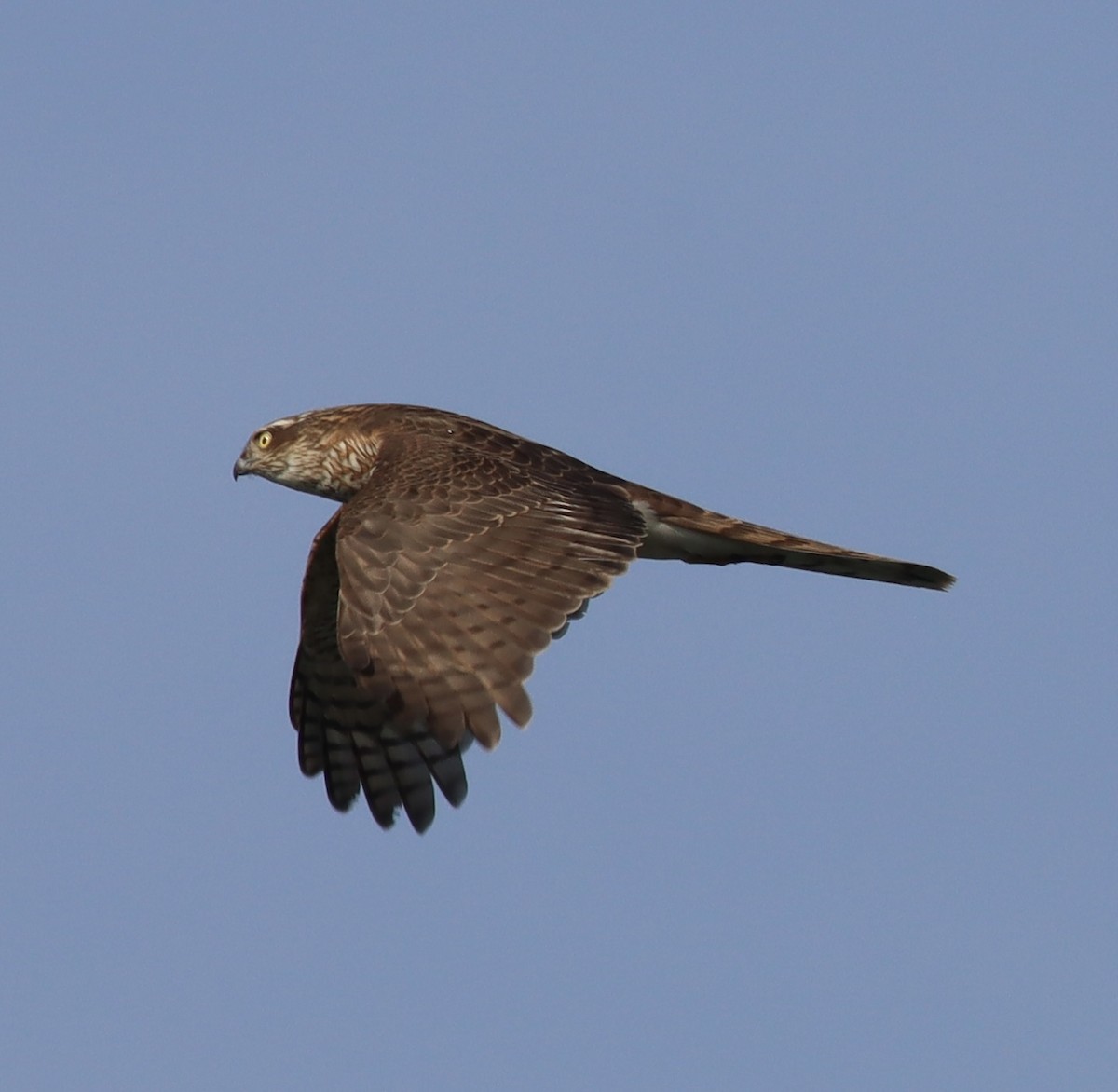 Eurasian Sparrowhawk - ML526545061