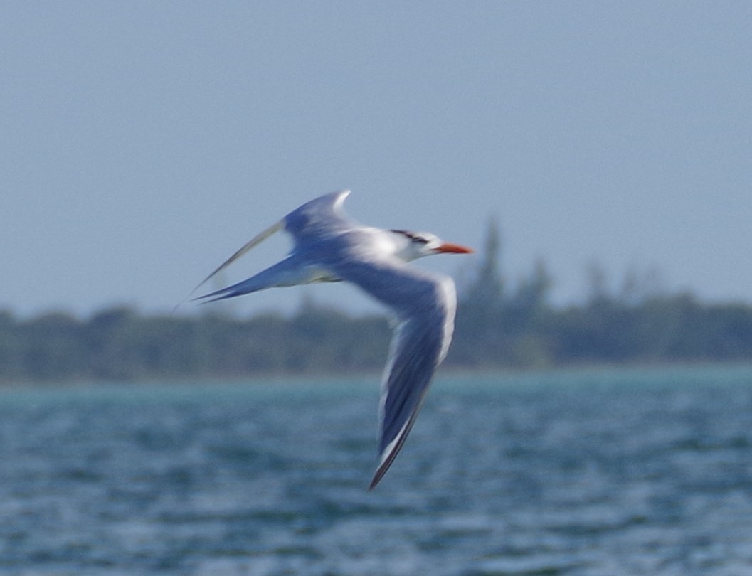 Royal Tern - ML526545161