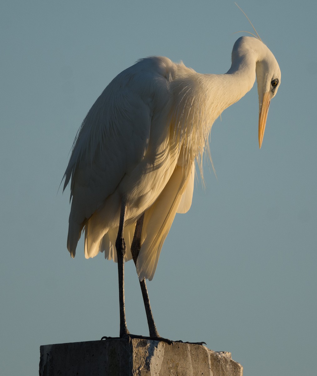 Great Blue Heron (Great White) - ML526545801