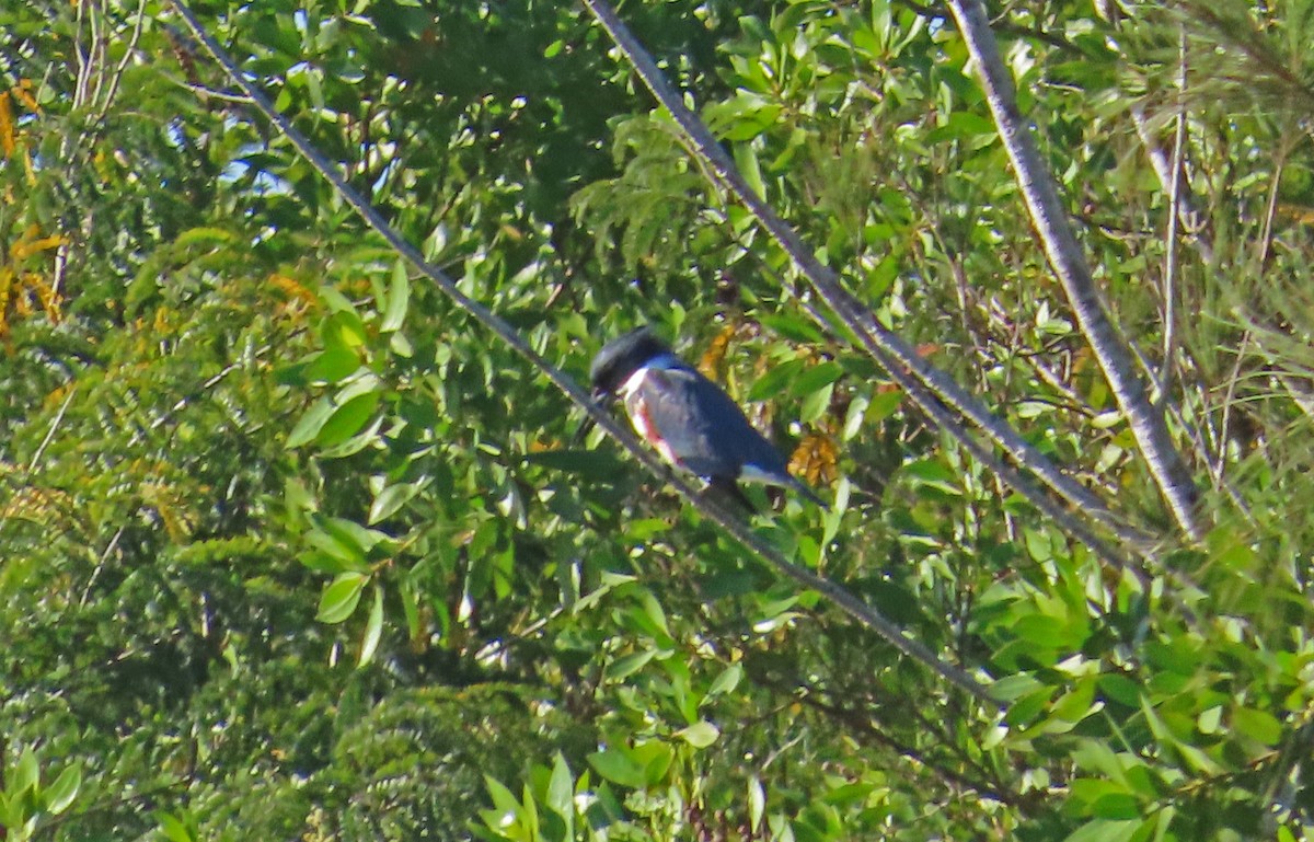 Belted Kingfisher - Tom Edell