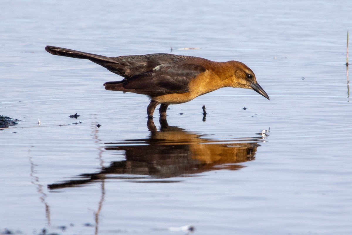 Boat-tailed Grackle - ML526546561