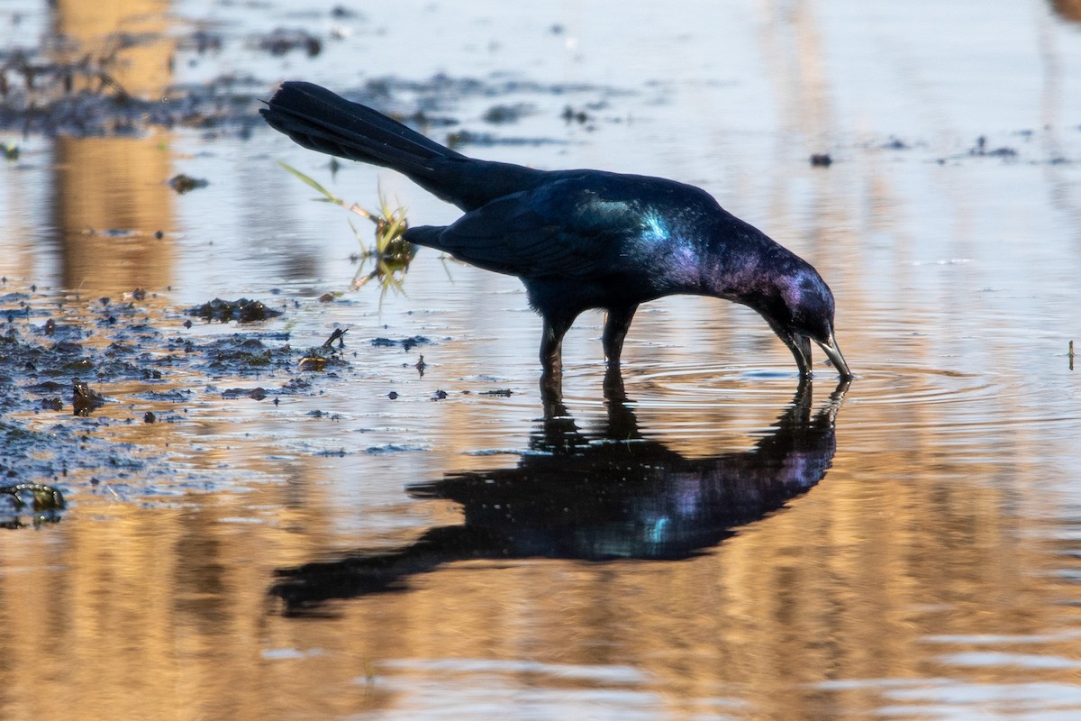 Boat-tailed Grackle - ML526546571