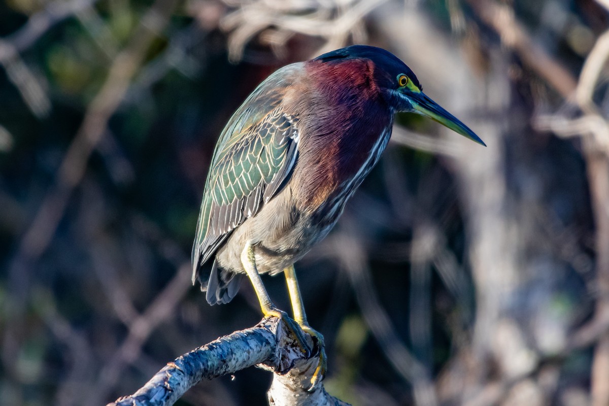 Green Heron - Mathieu Soetens