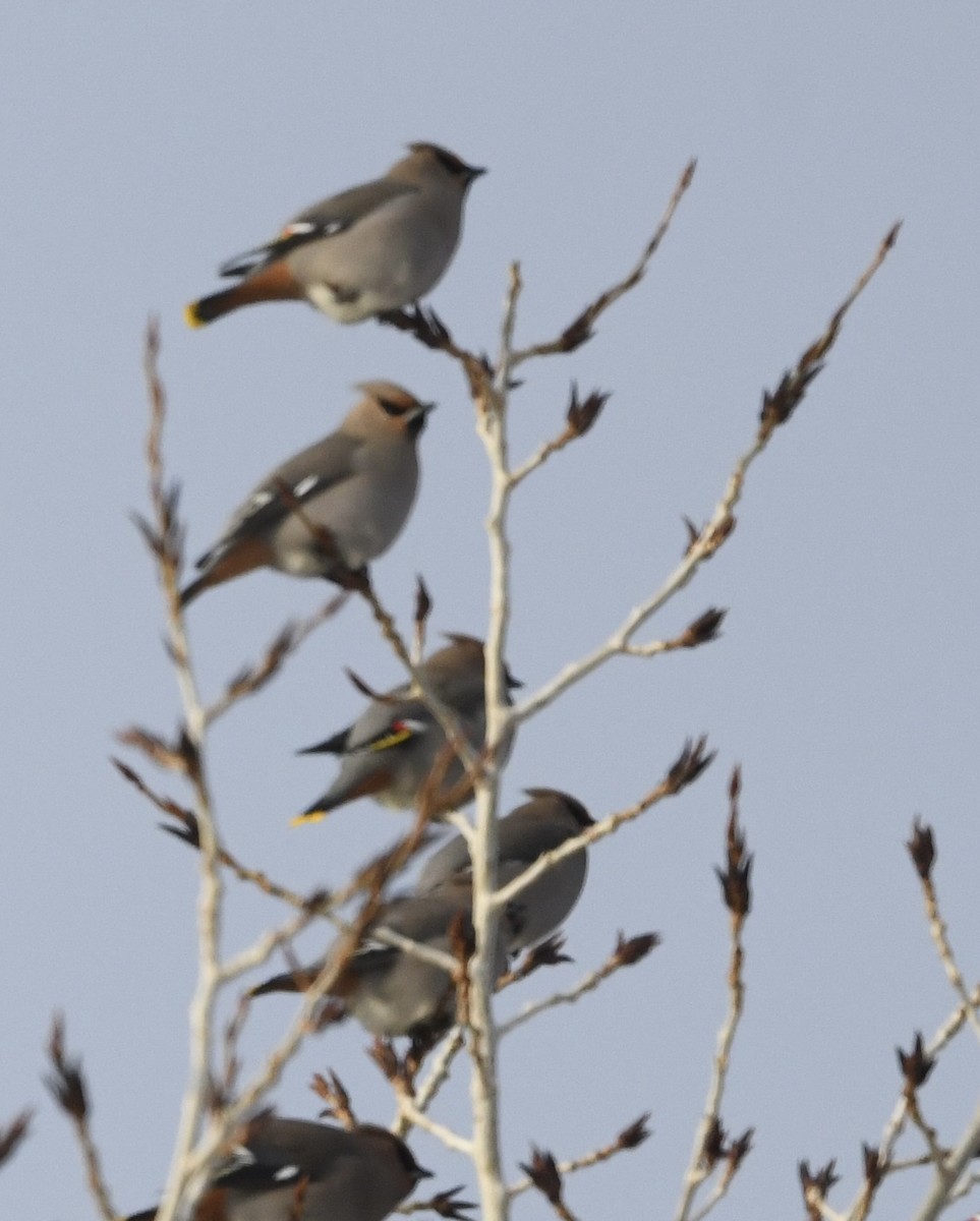 Bohemian Waxwing - ML526547951