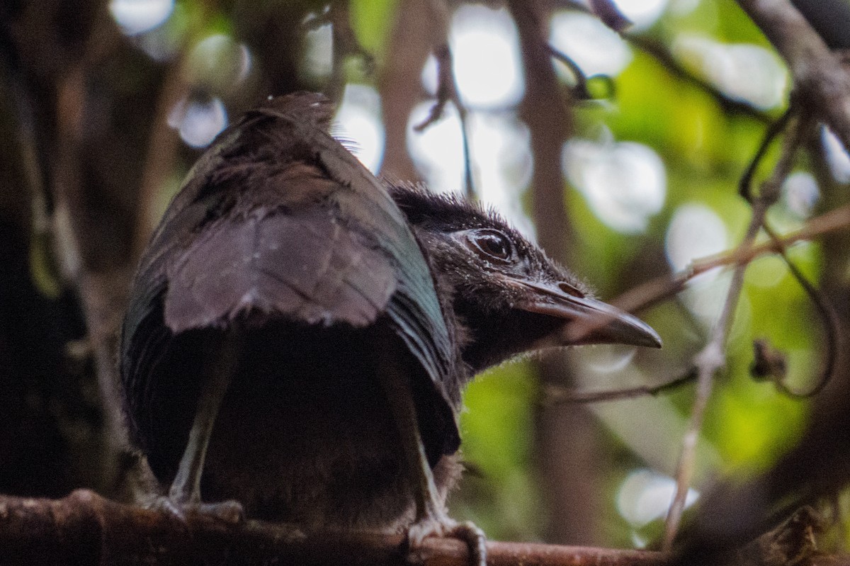 Rufous-vented Ground-Cuckoo - ML526550031