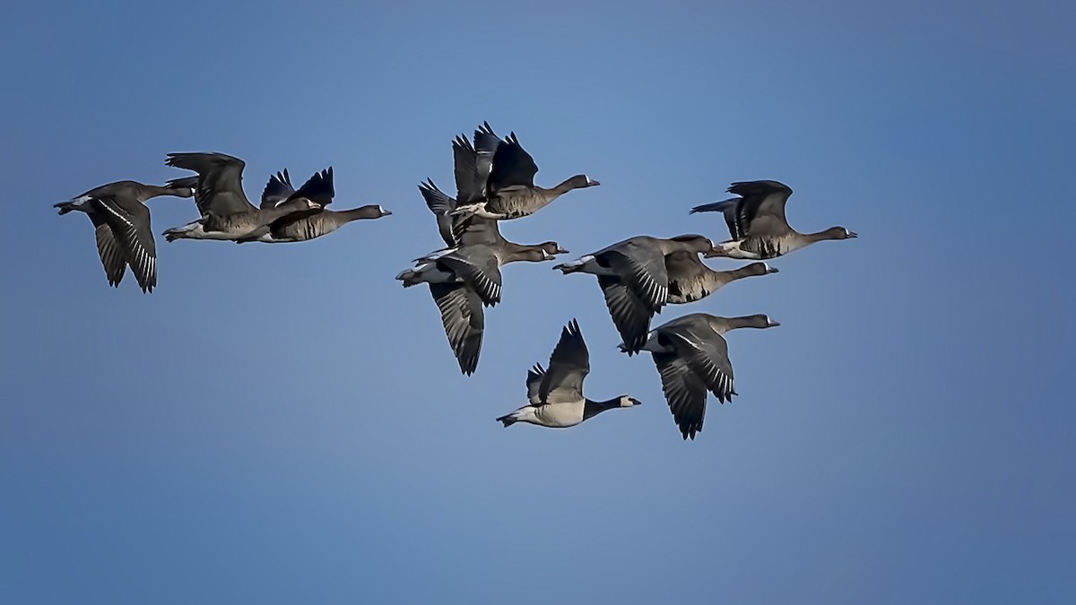 Barnacle Goose - ML526550821