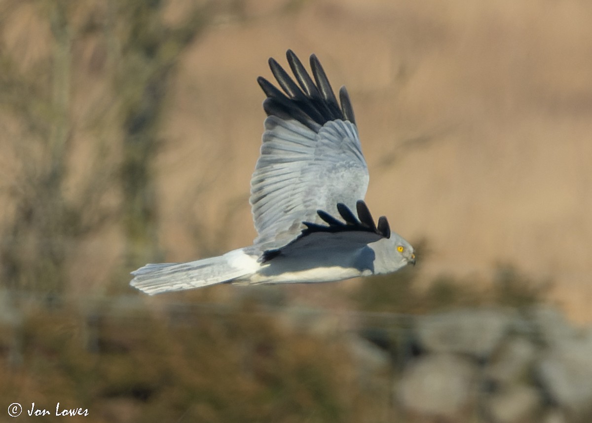 Hen Harrier - ML526552241