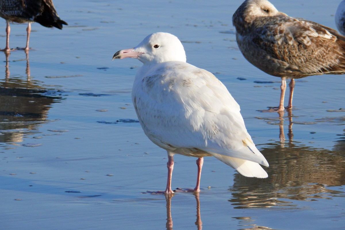 Glaucous Gull - ML526554481