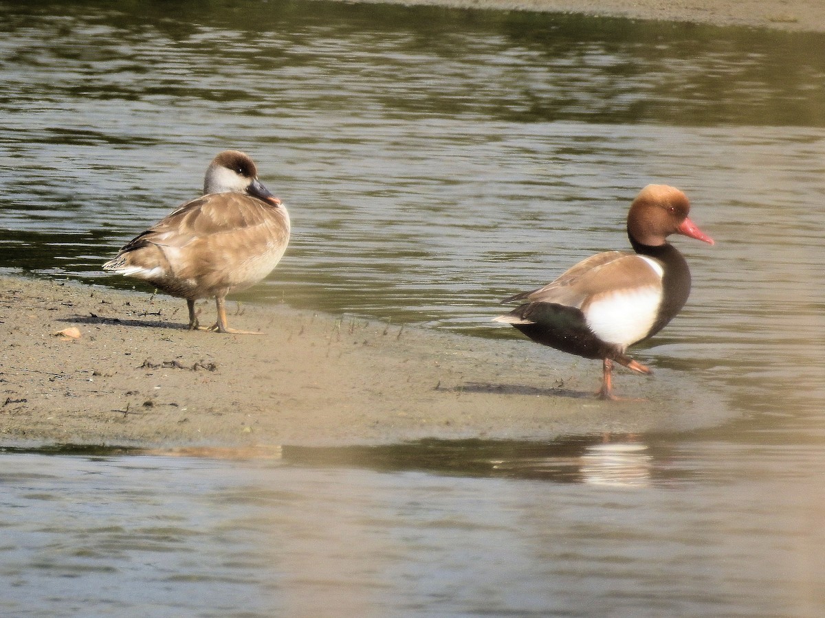 Red-crested Pochard - ML52655591