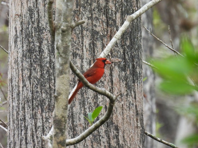 Northern Cardinal - ML526558131