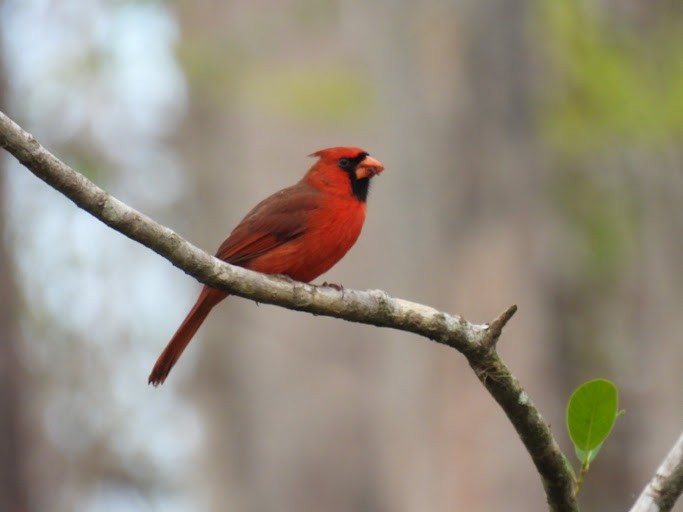 Northern Cardinal - ML526558161