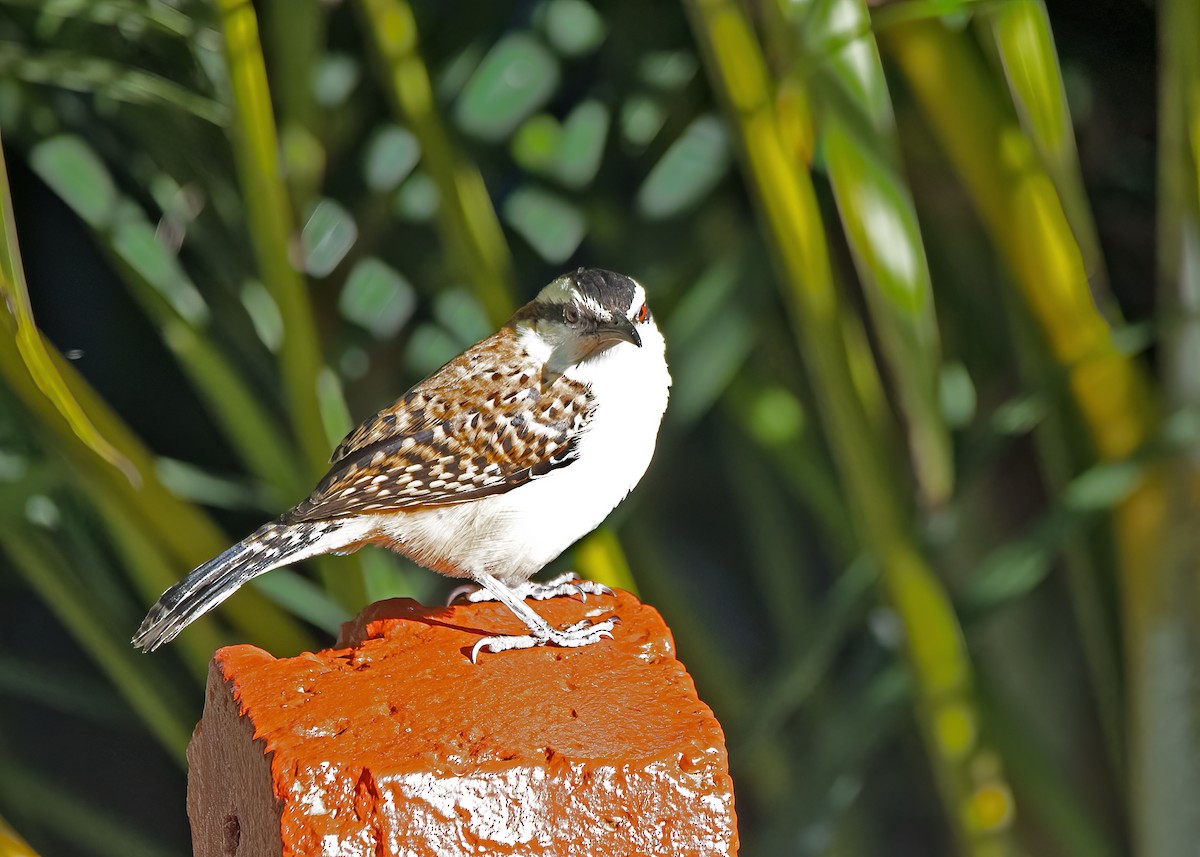 Rufous-naped Wren - Arpit Bansal