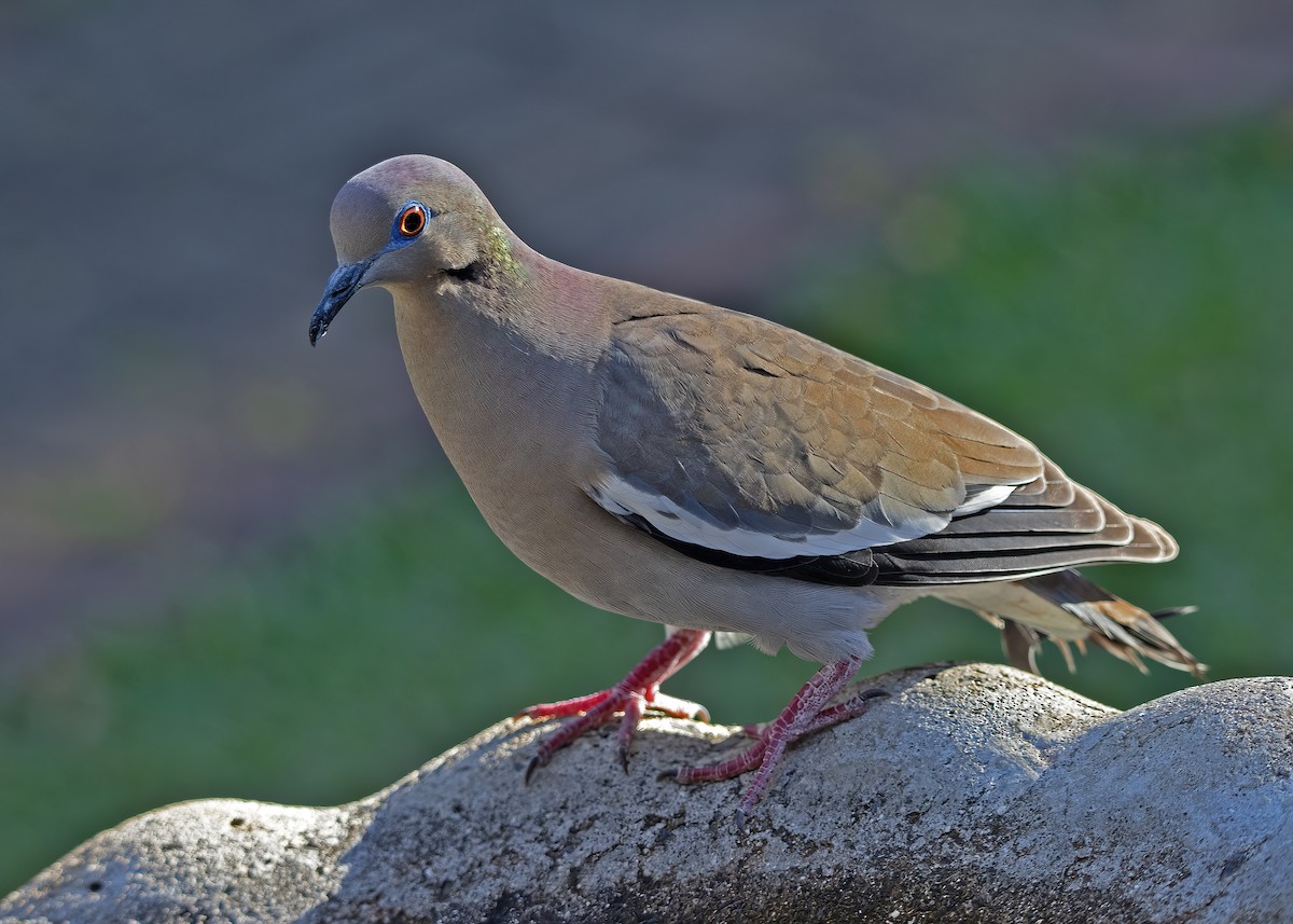 White-winged Dove - ML526560071