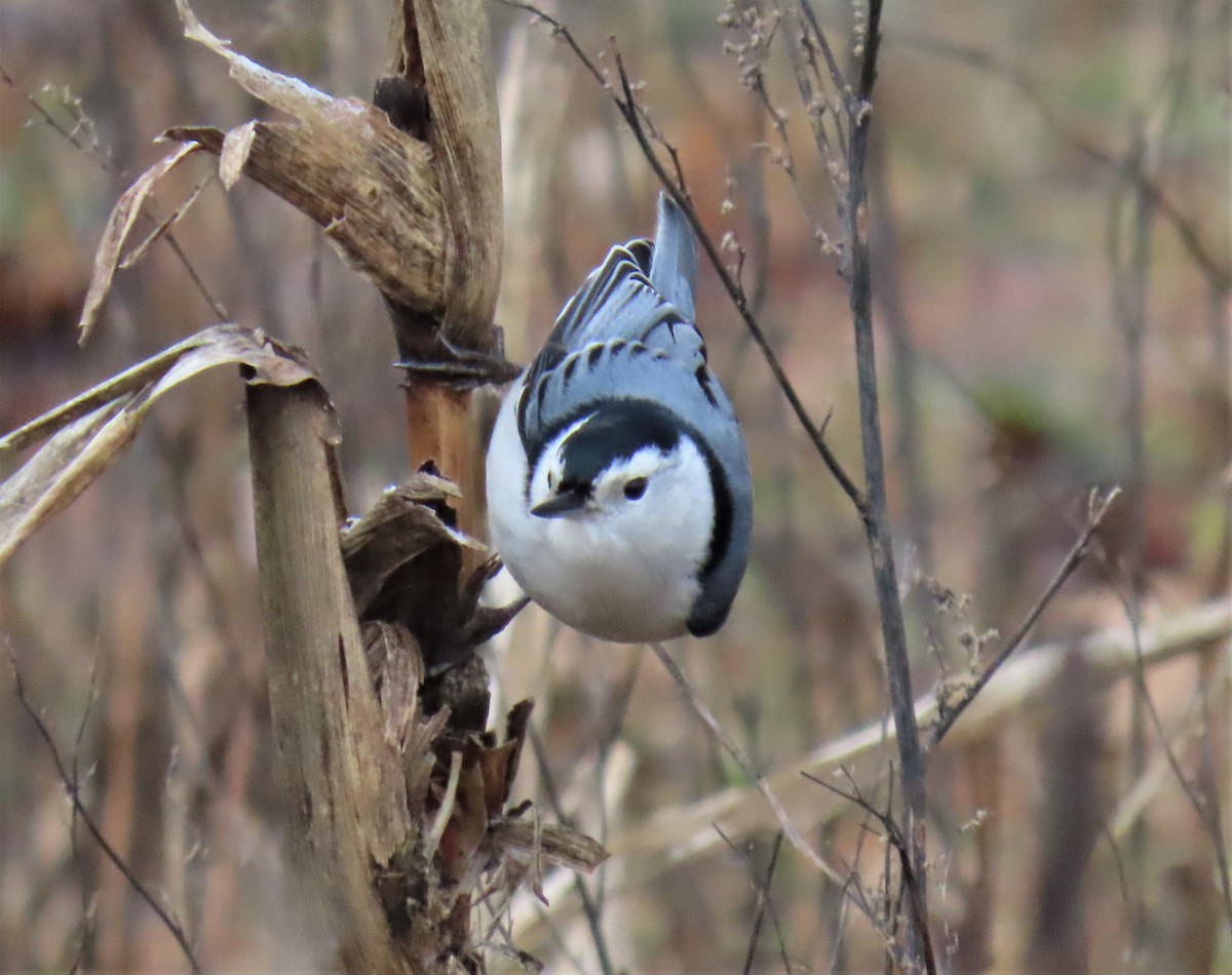 White-breasted Nuthatch - ML526560311