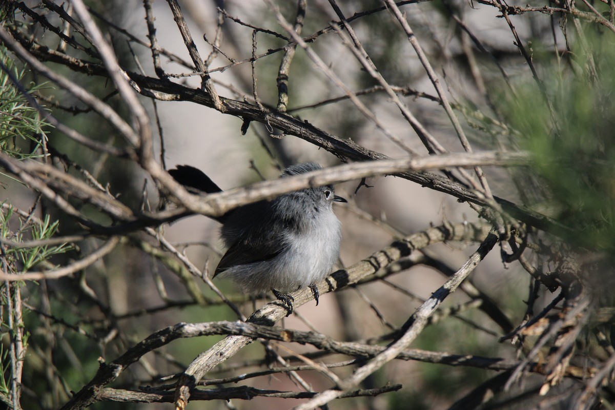 Blue-gray Gnatcatcher (obscura Group) - ML526560331