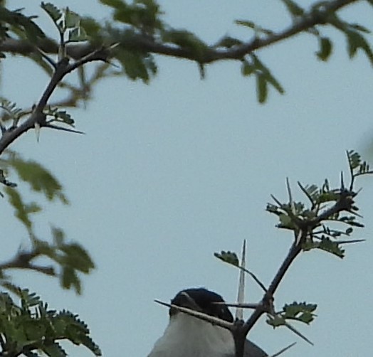 カオジロブユムシクイ（plumbiceps／anteocularis） - ML526560361
