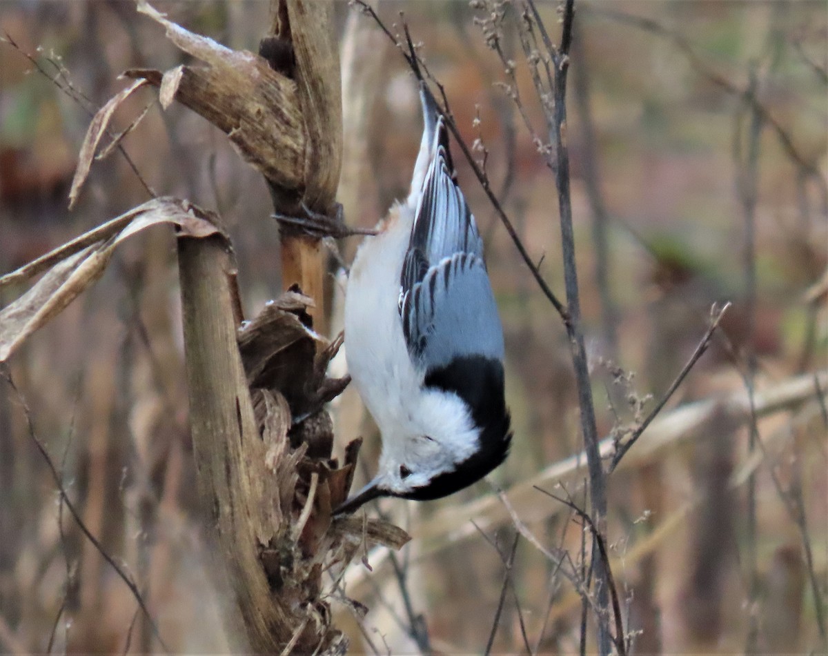 White-breasted Nuthatch - ML526560441