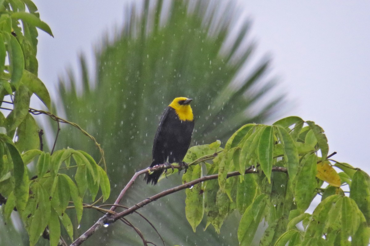 Yellow-hooded Blackbird - ML526560471