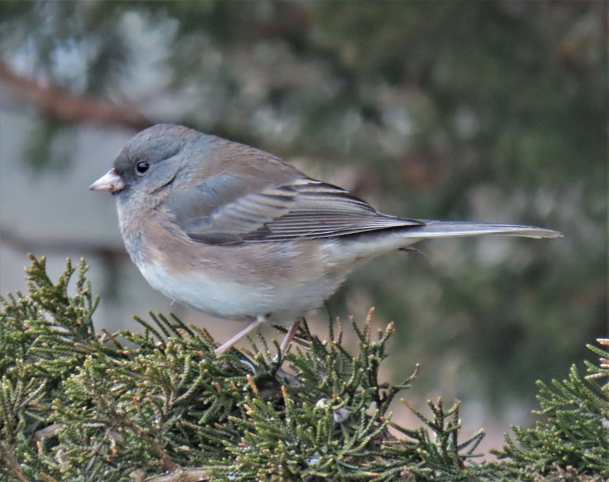 Dark-eyed Junco - ML526560661