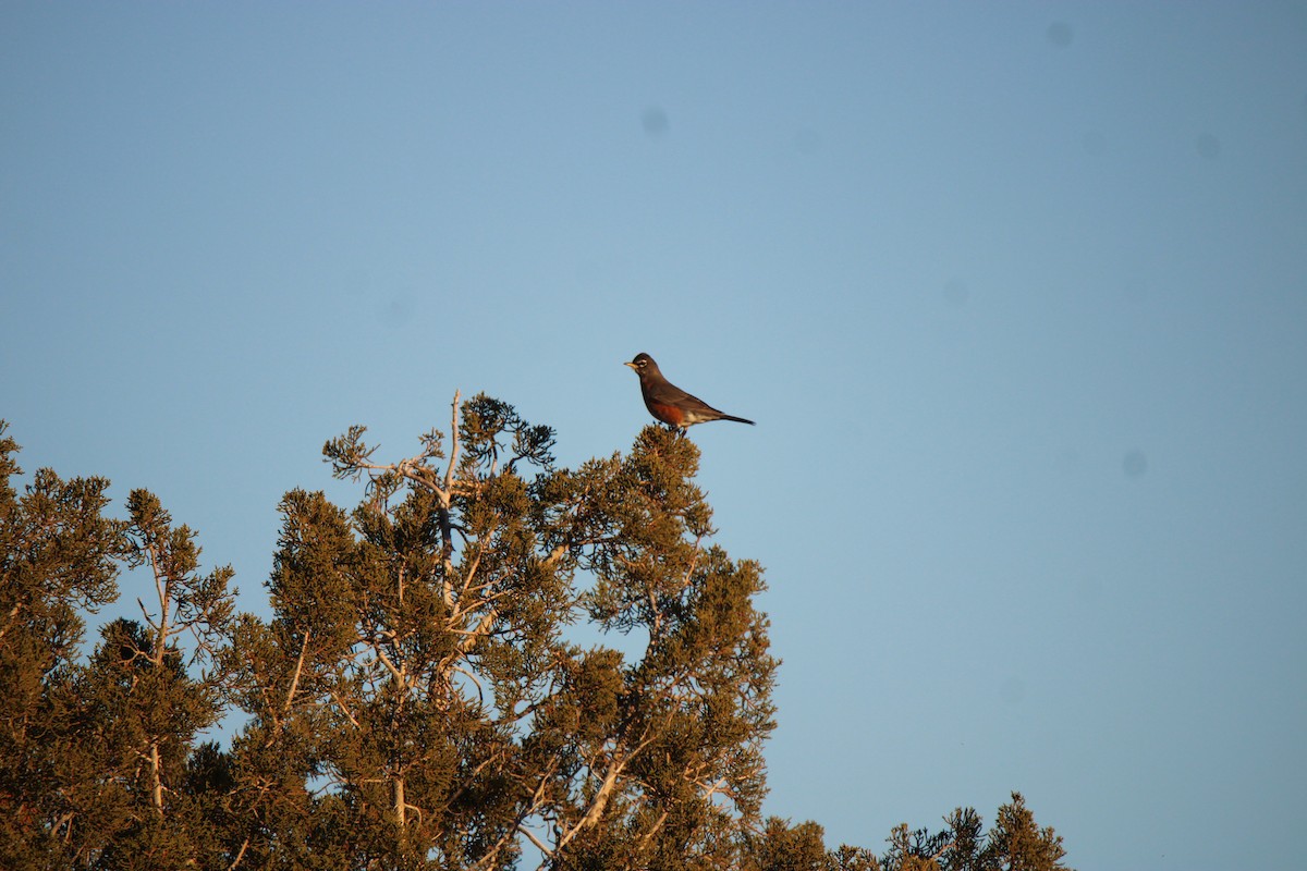 American Robin - ML526561931