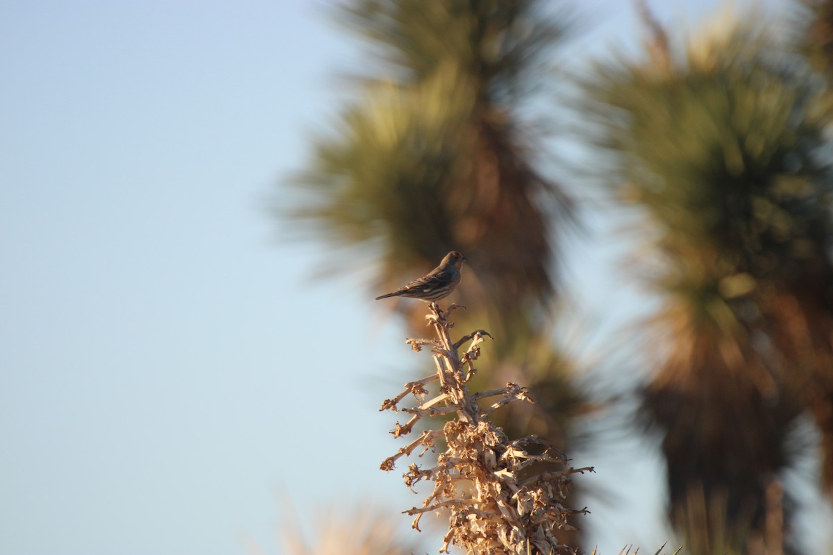 House Finch - ML526561951