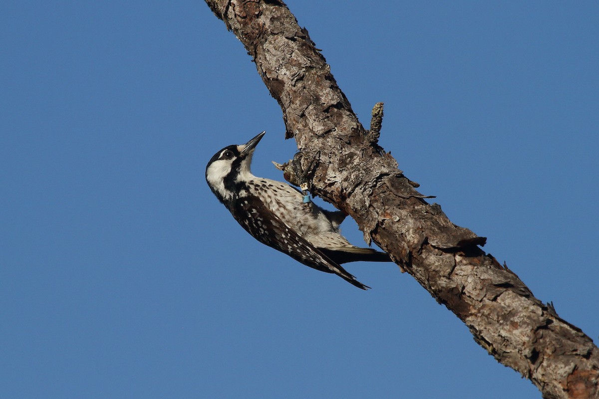 Red-cockaded Woodpecker - Patrick J. Blake